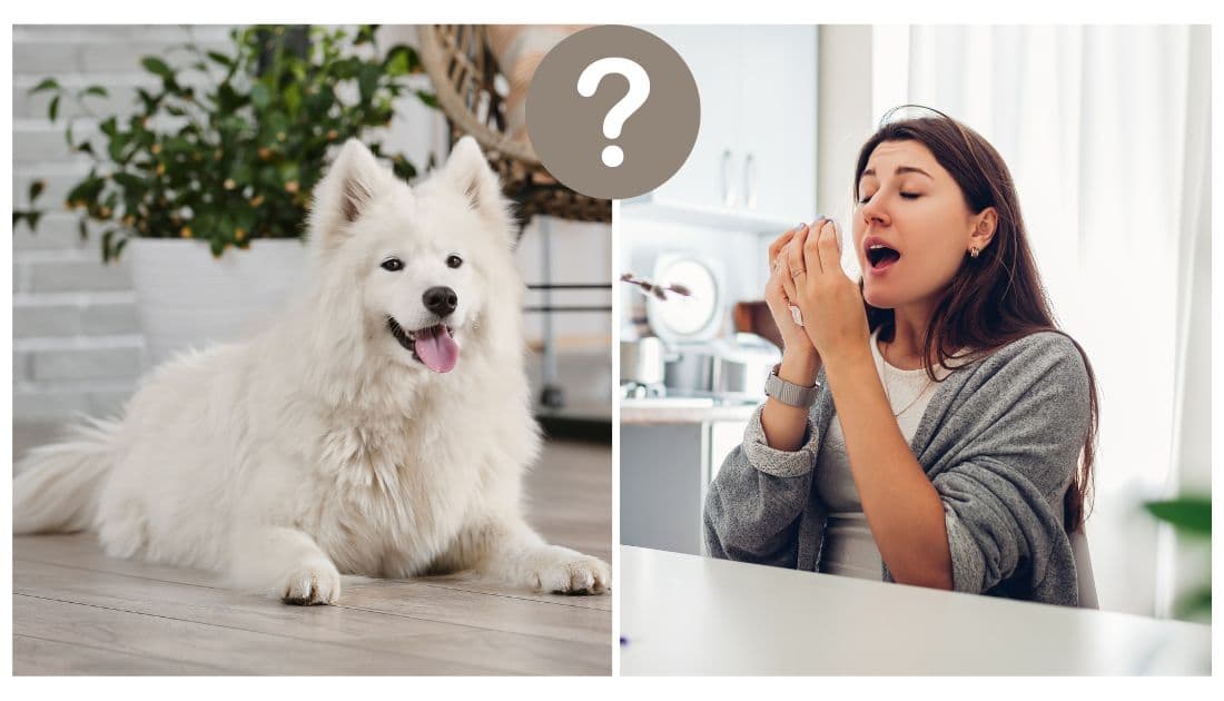 Are Samoyeds Hypoallergenic?