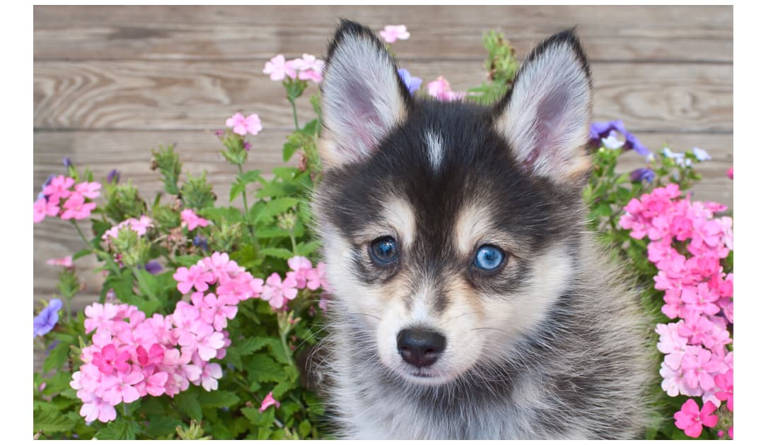 Full Grown Pomsky 
