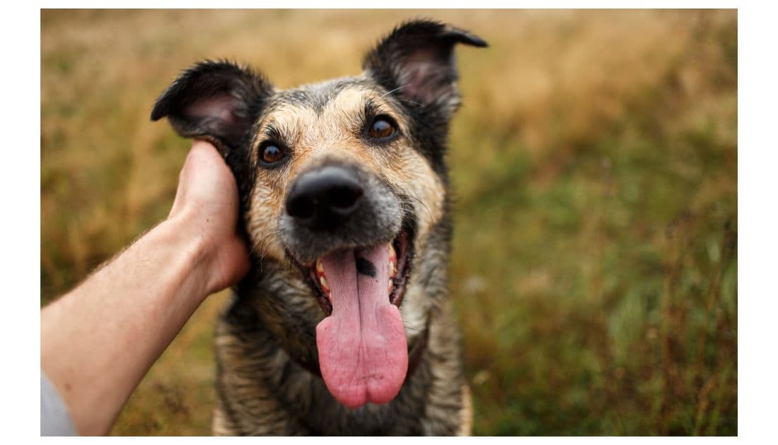 happy dog