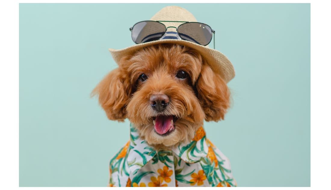dog in hawaiian shirt