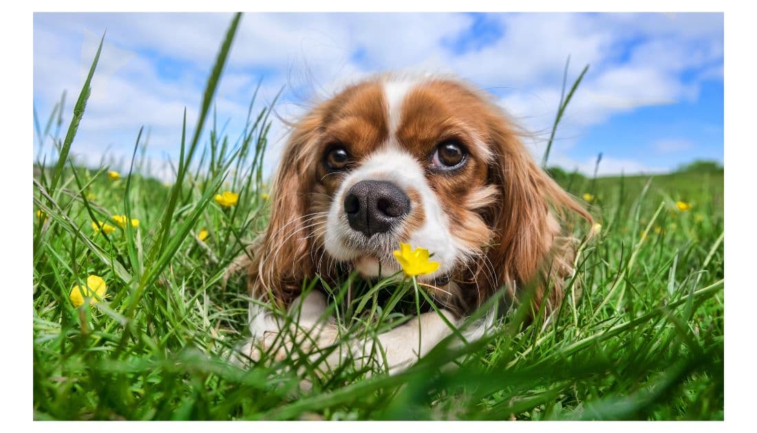 cute puppy