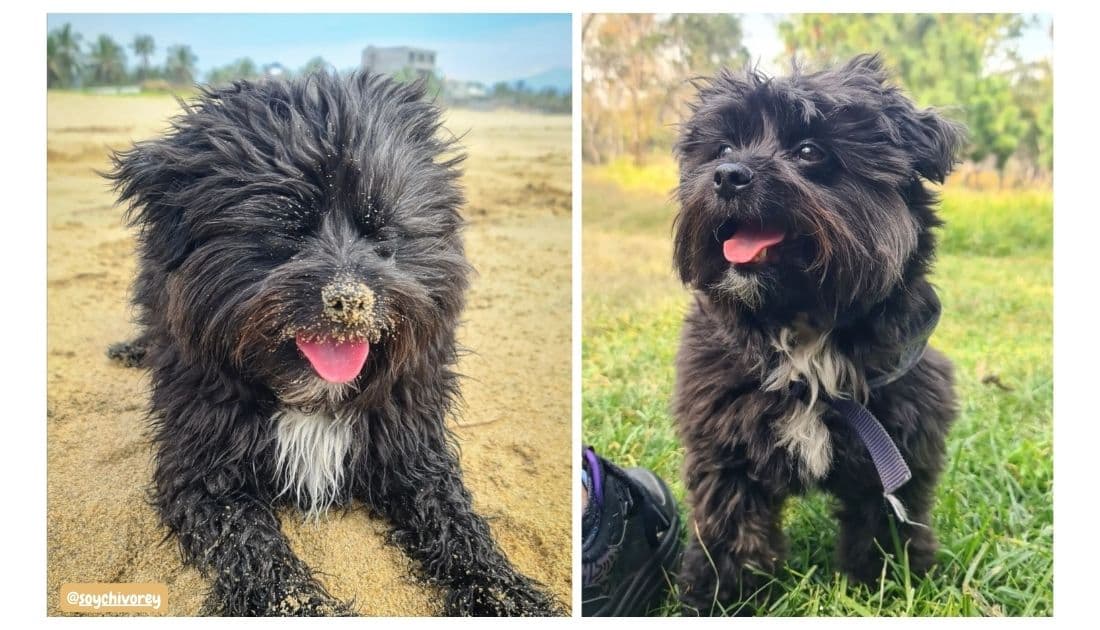 Black Maltese