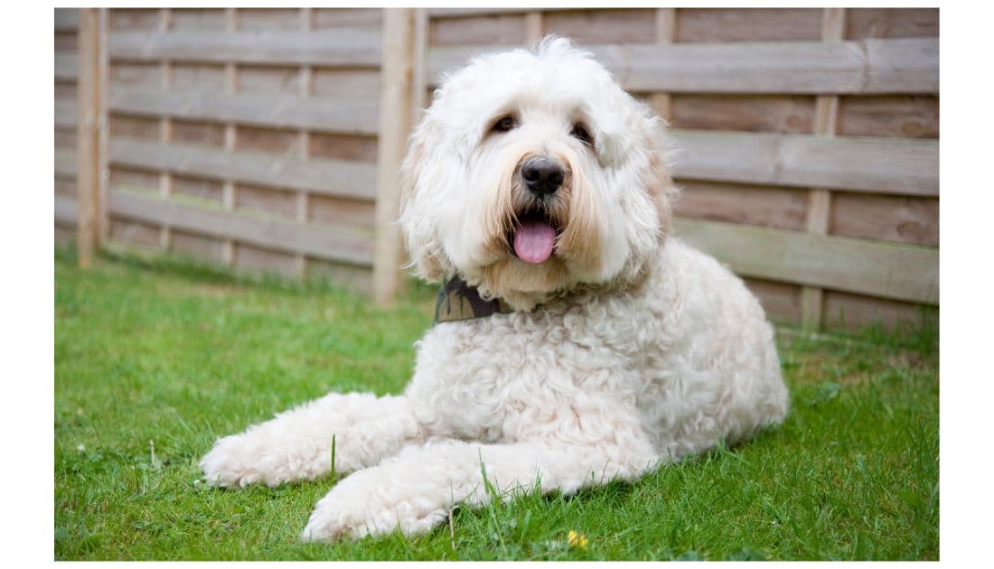 A labradoodle