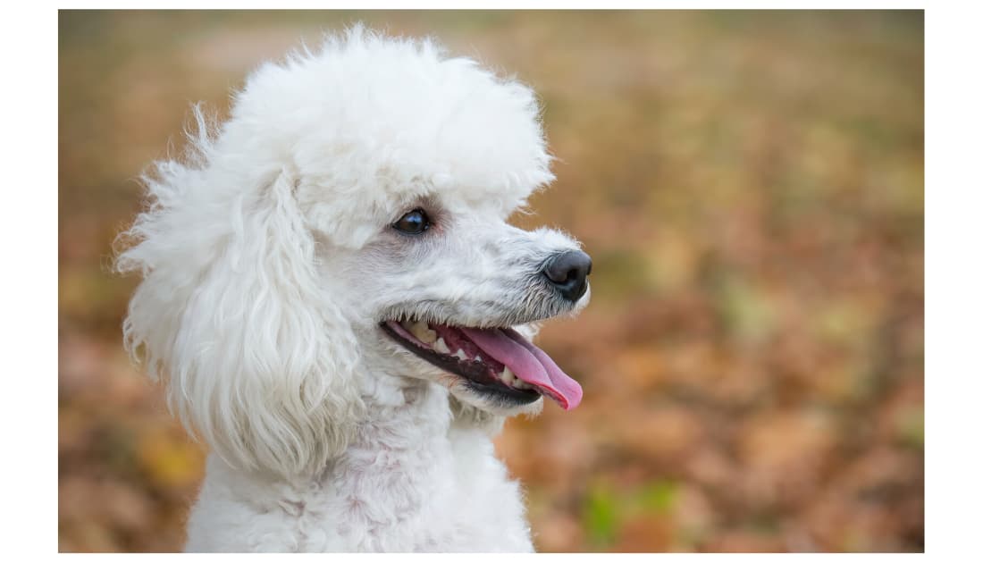 Discover the Delightful Secret of Moyen Poodles - Rocky Kanaka