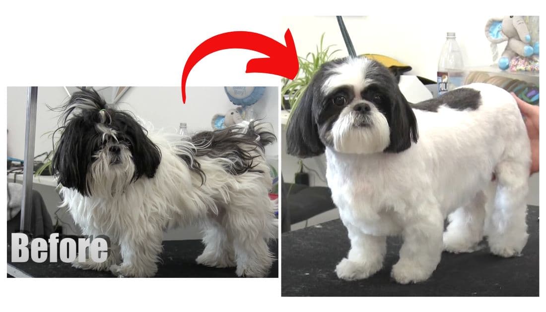 The Shaved Shih Tzu