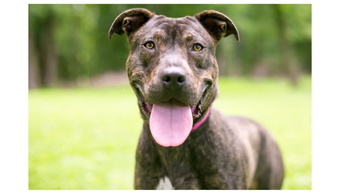 Brindle Dog Names