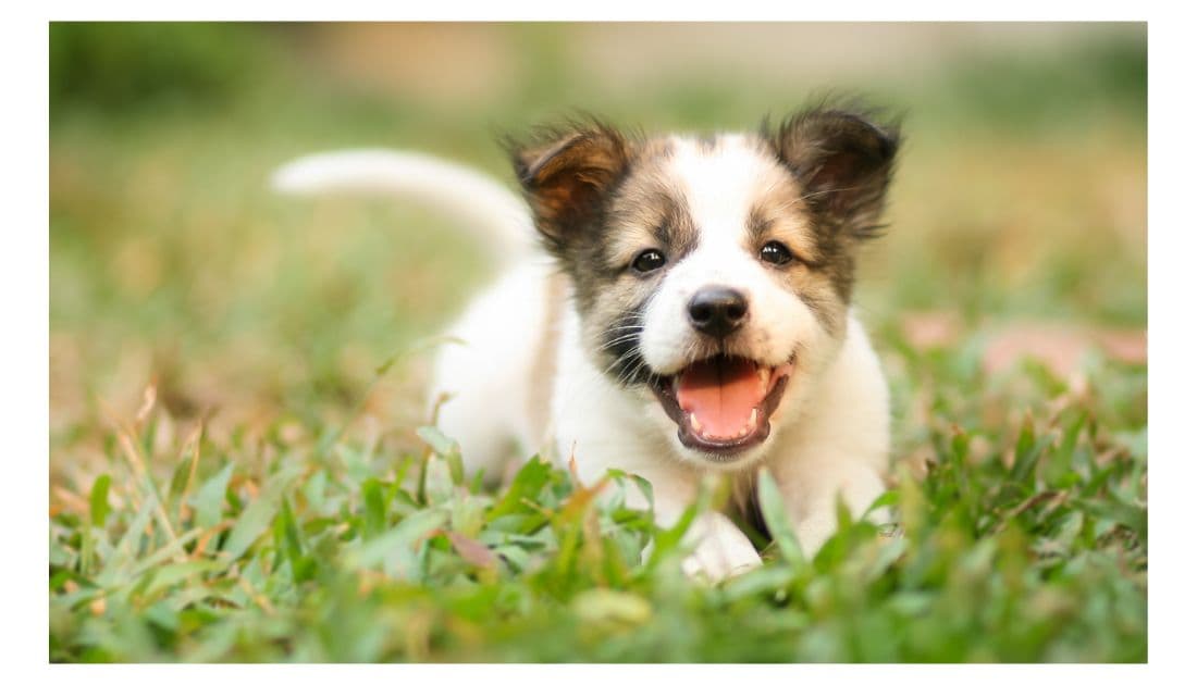 Dog Names That Start with A