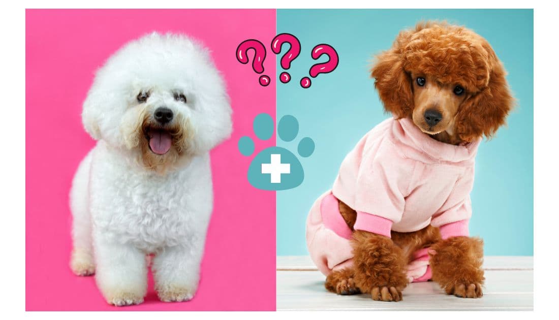 Poochon