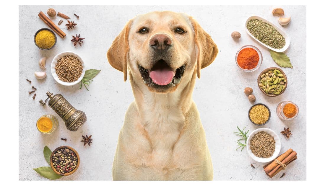 Spice Names for Dogs