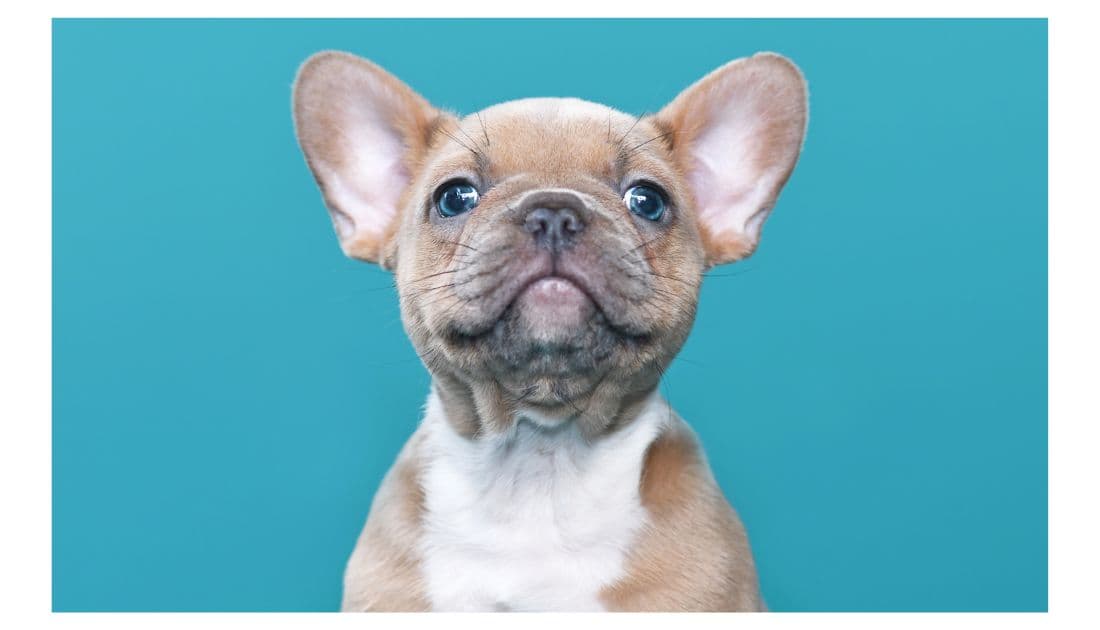 a blue fawn frenchie