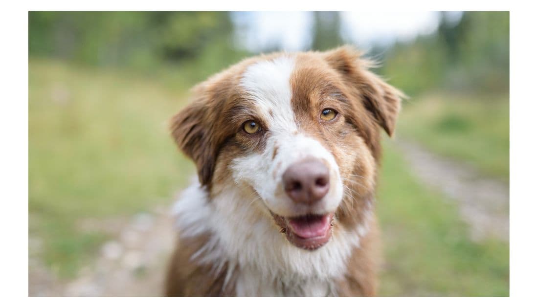 Dog Names That Start with P