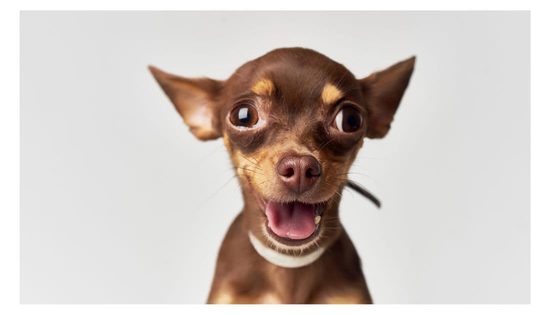 Punny Dog Names