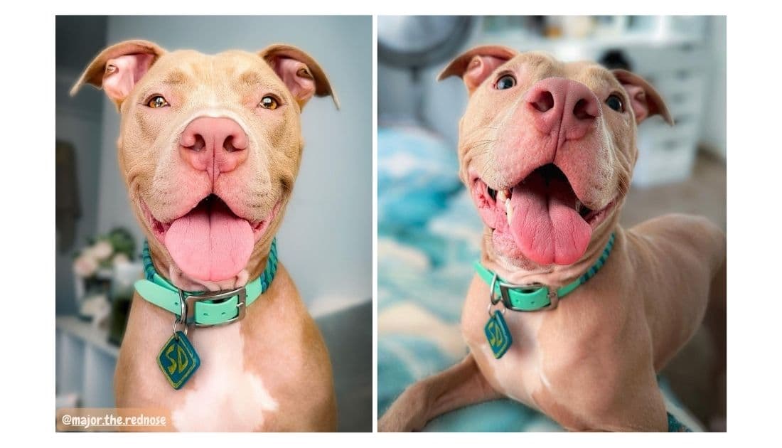 Red nose pitbull