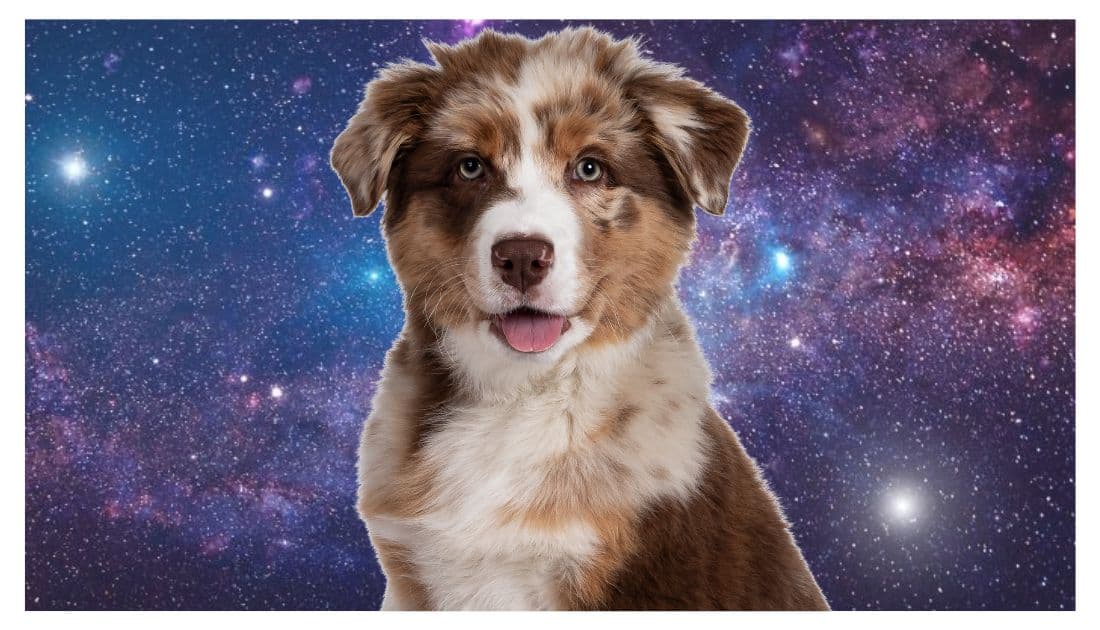 Astrology Names for Dogs