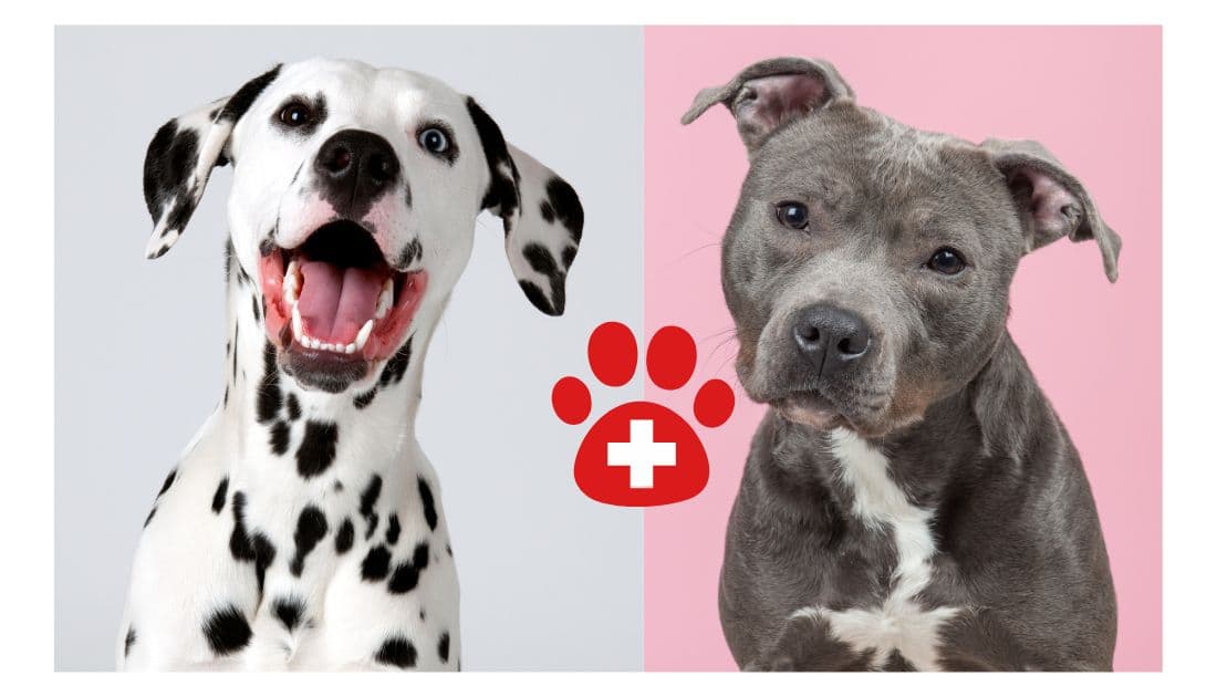 Dalmatian Pit Bull Mix