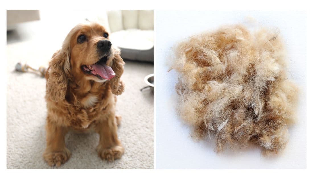 Do Cocker Spaniels Shed