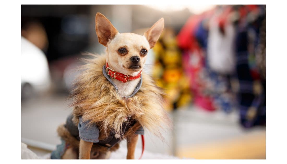 Fashion-Inspired Designer Dog Names