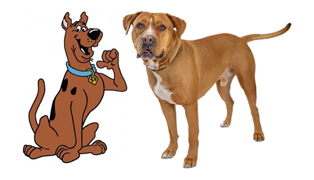 Cartoon Dog Names