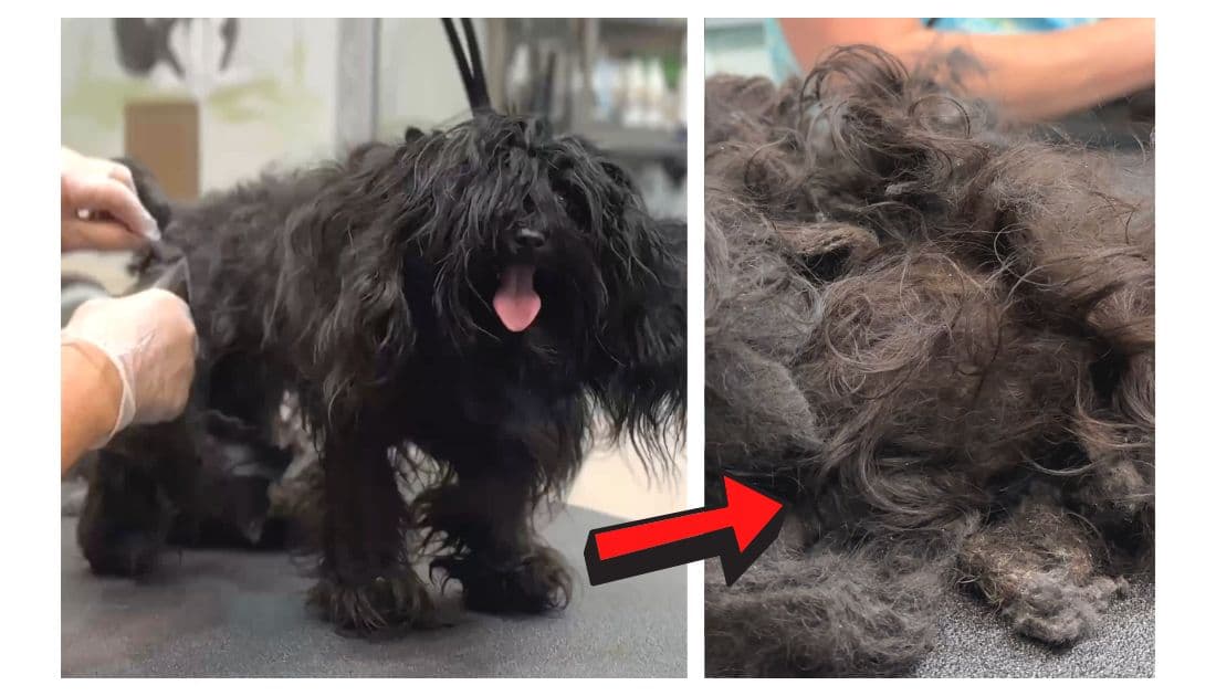 This Dog Was Just One Big Mat!