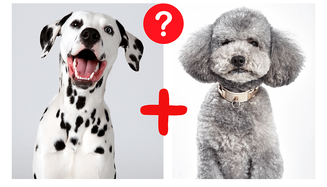 dalmatian and poodle