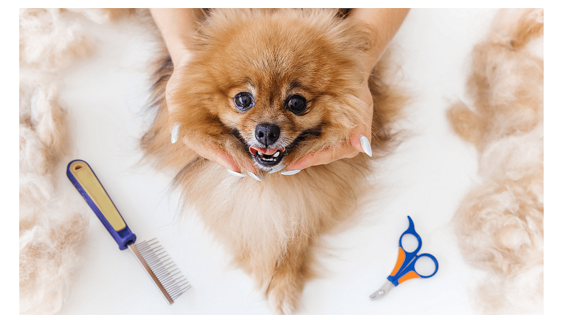 grooming your dog