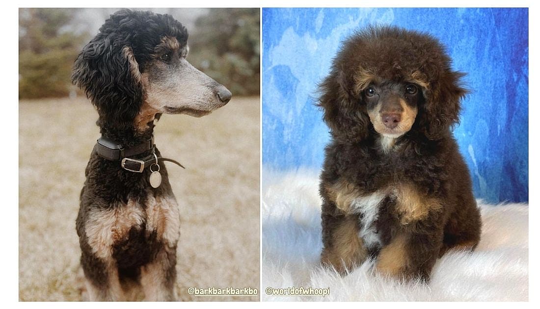 Phantom Poodle