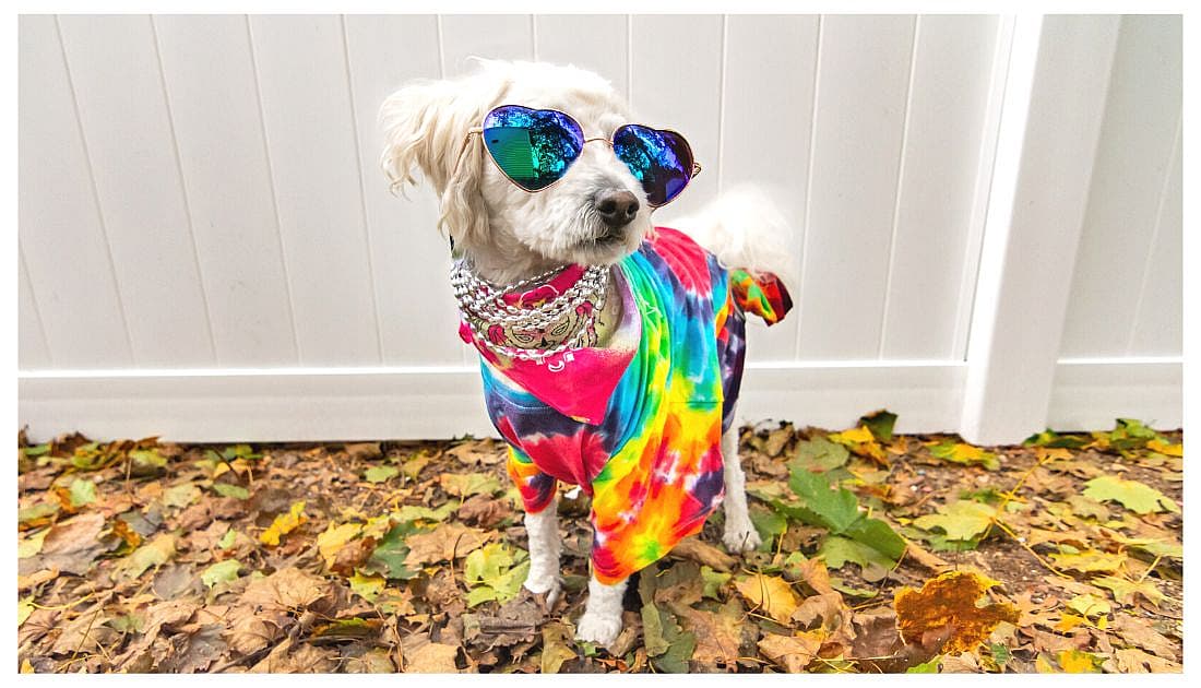 Hippie Dog Names