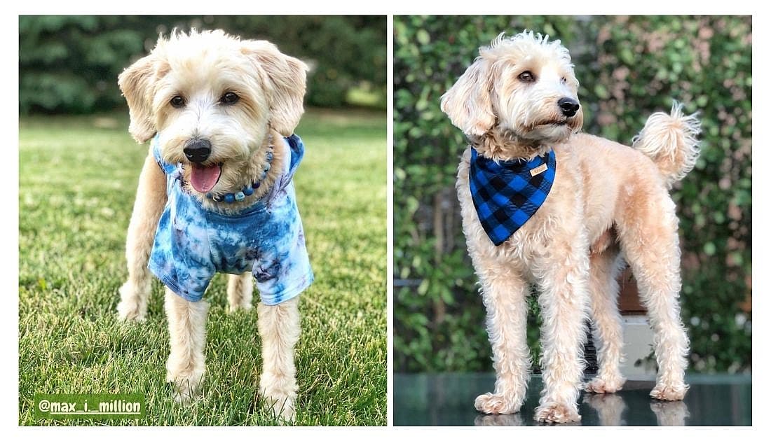 Westiepoo