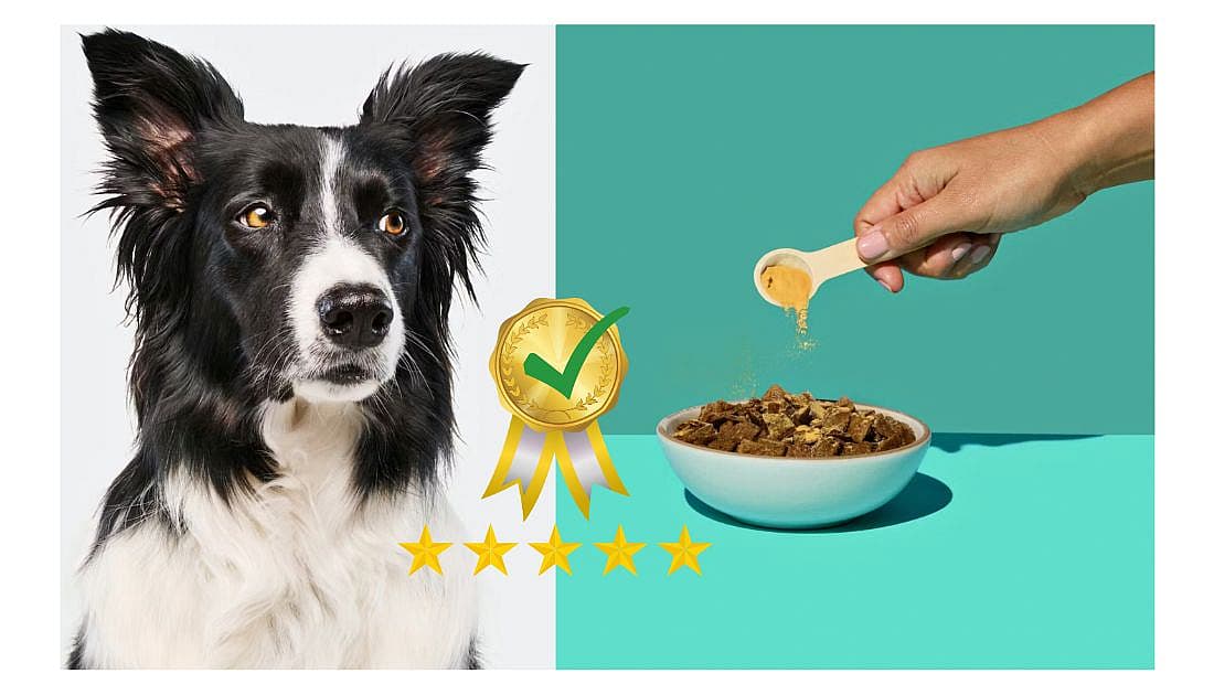 Best Hip and Joint Supplement for Dogs