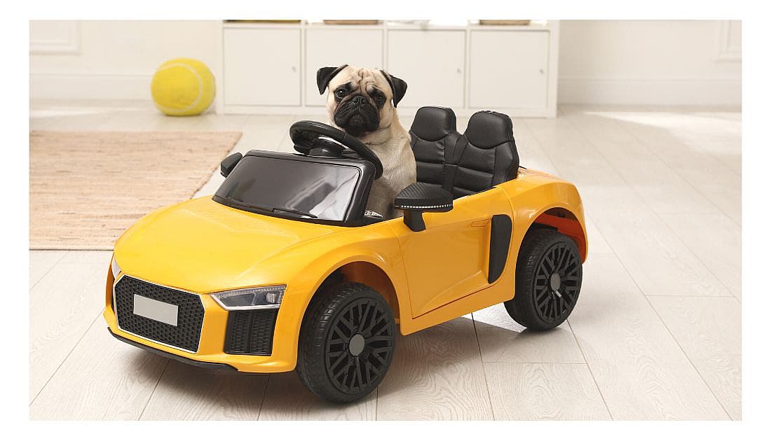 Car Names for Dogs