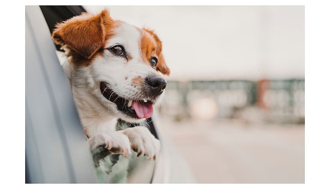 Car Names for Dogs