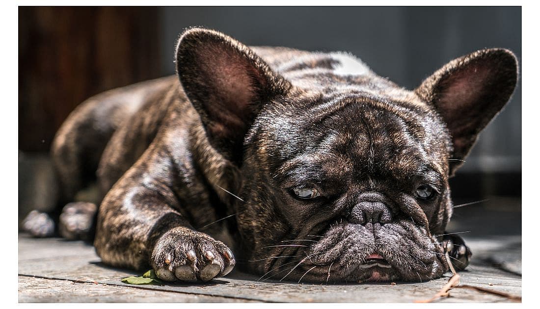 Brindle French Bulldogs