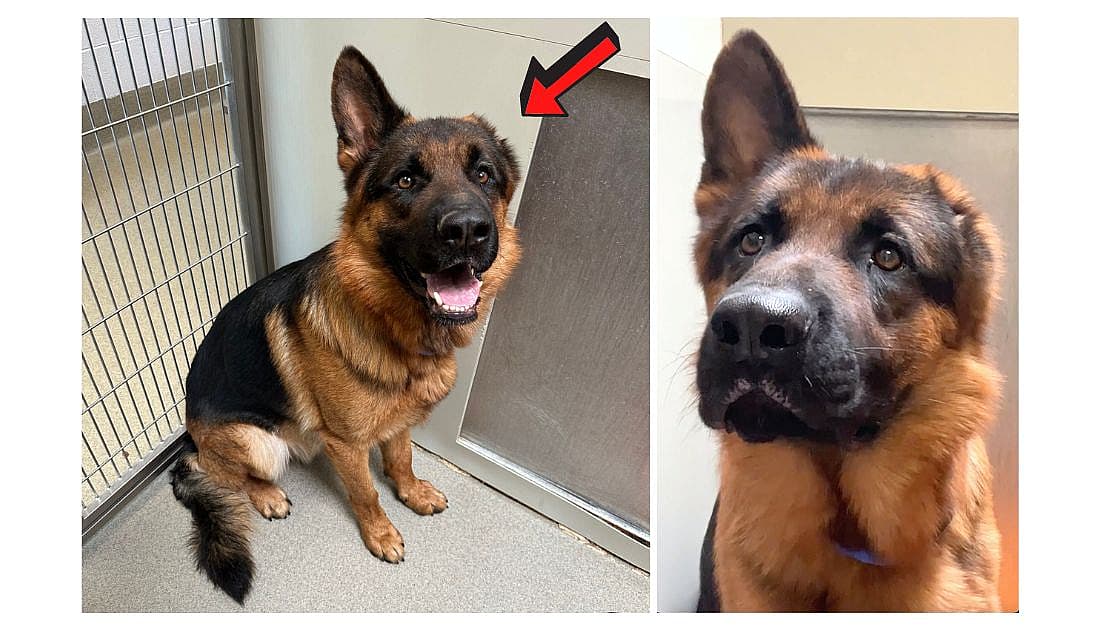 One-Eared German Shepherd