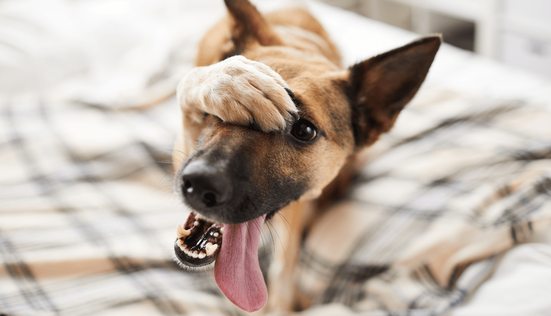 Why Did My Dog Randomly Pee on My Bed: Shocking Reasons Revealed