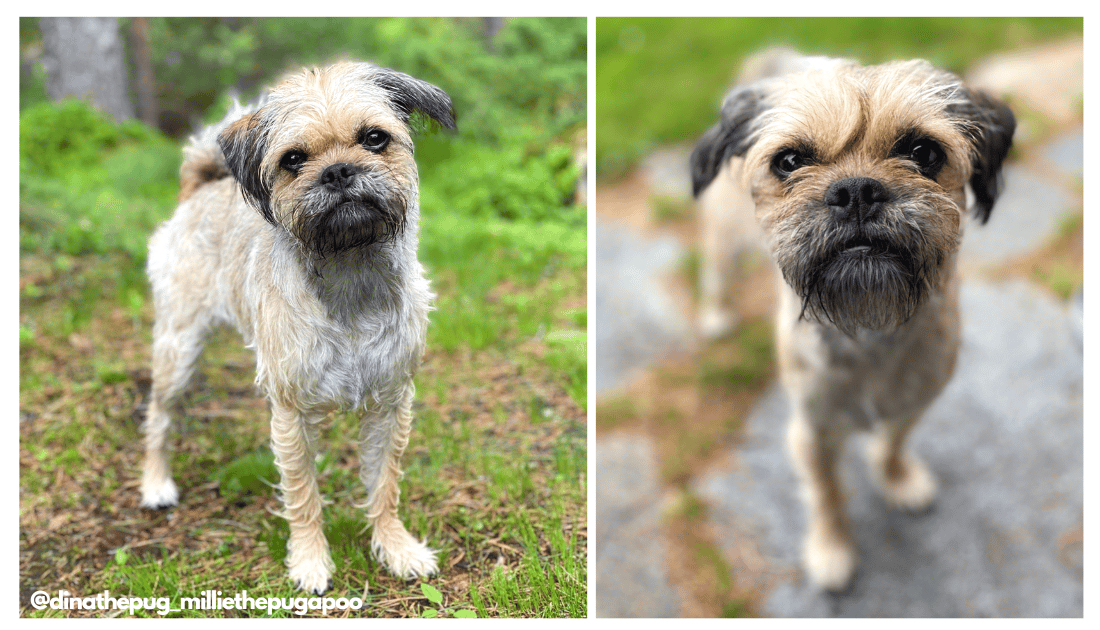 Pug Dog Cross Breeds: Discover Unique Hybrids