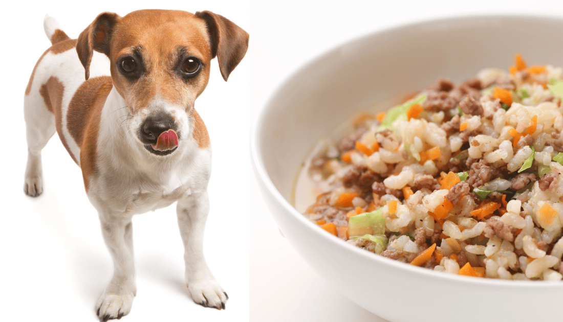 MogWan. Special Homemade Recipe ドッグフード MogWan Special Homemade Recipe ドッグフード Healthy DIY Dog