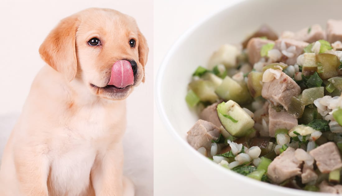 Where to Find Homemade Dog Food Recipes Vet Approved: Top Picks