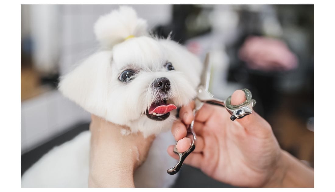 How to Groom a Maltese Dog: Expert Tips & Techniques