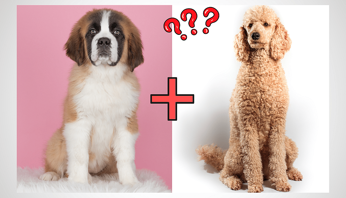 saint bernard and poodle
