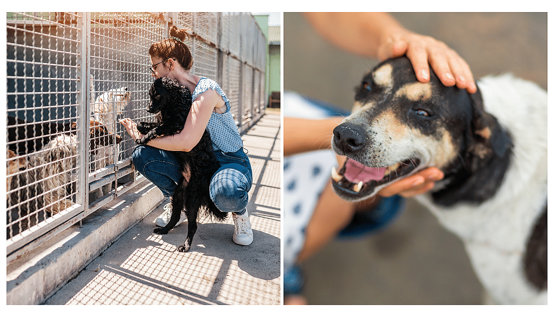 National Rescue Dog Day