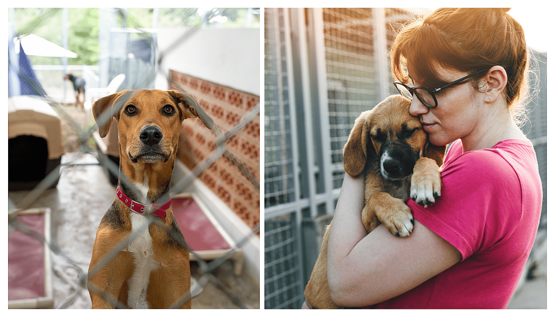 National Adopt a Shelter Pet Day