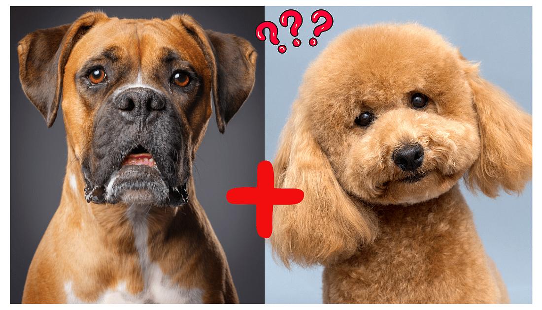 boxer and poodle mix