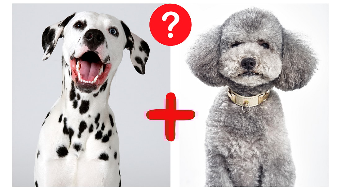 dalmatian and poodle