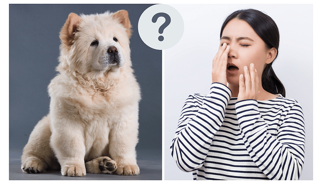 Are Chow Chows Hypoallergenic?