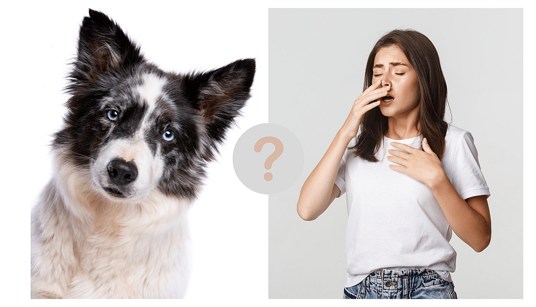 Are Border Collies Hypoallergenic