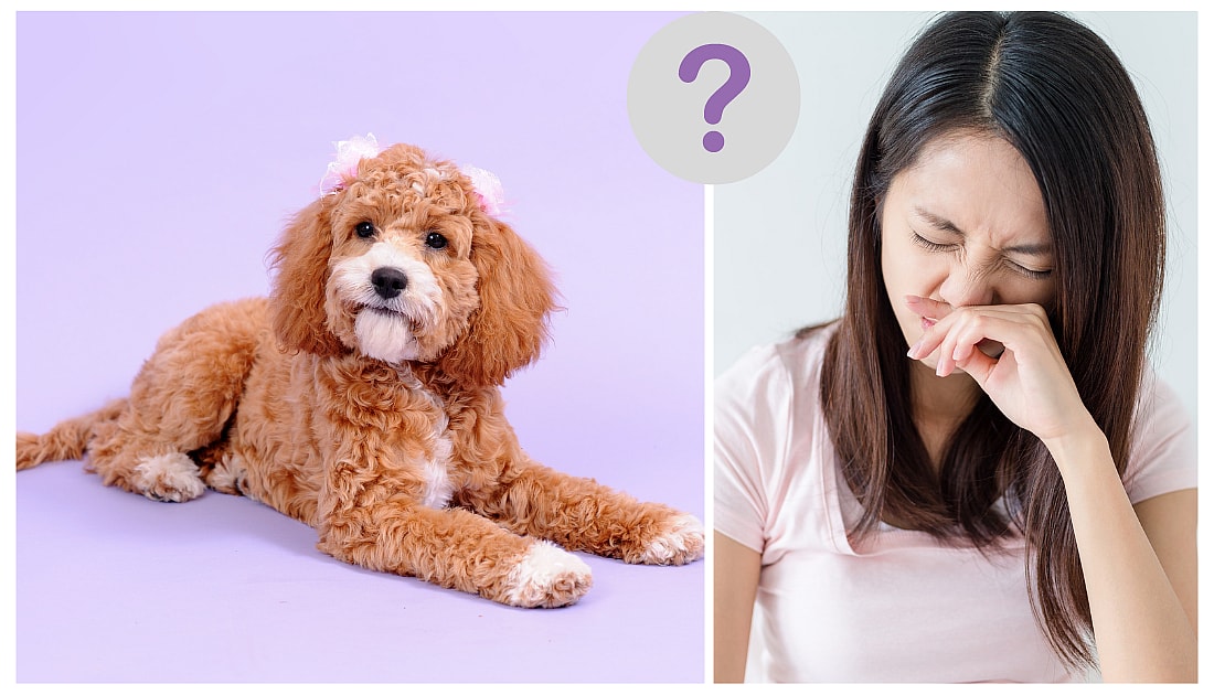 Are Cockapoos Hypoallergenic?