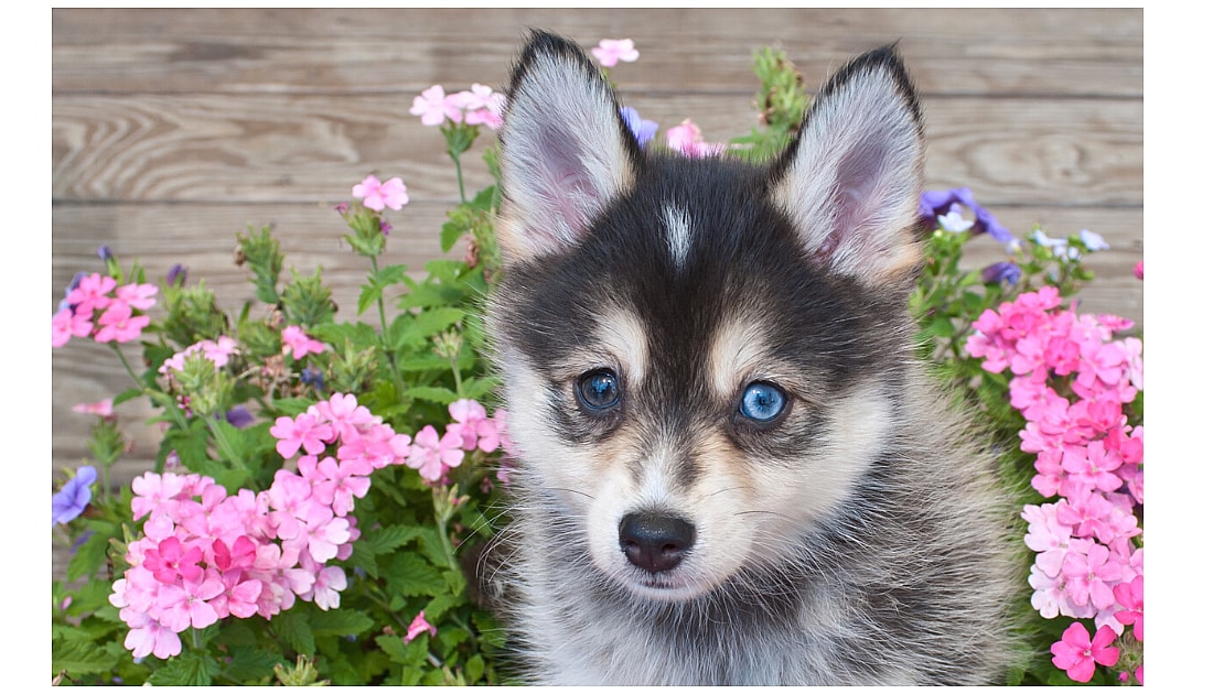Full Grown Pomsky 