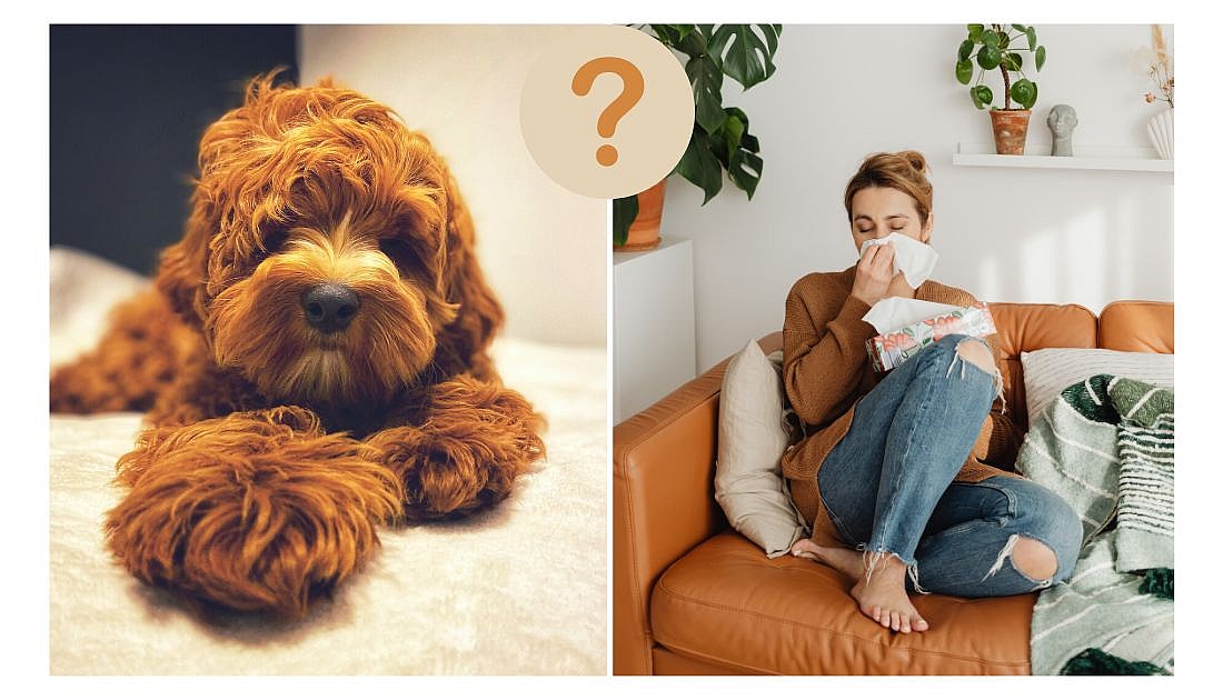 Are Australian Labradoodles really hypoallergenic?