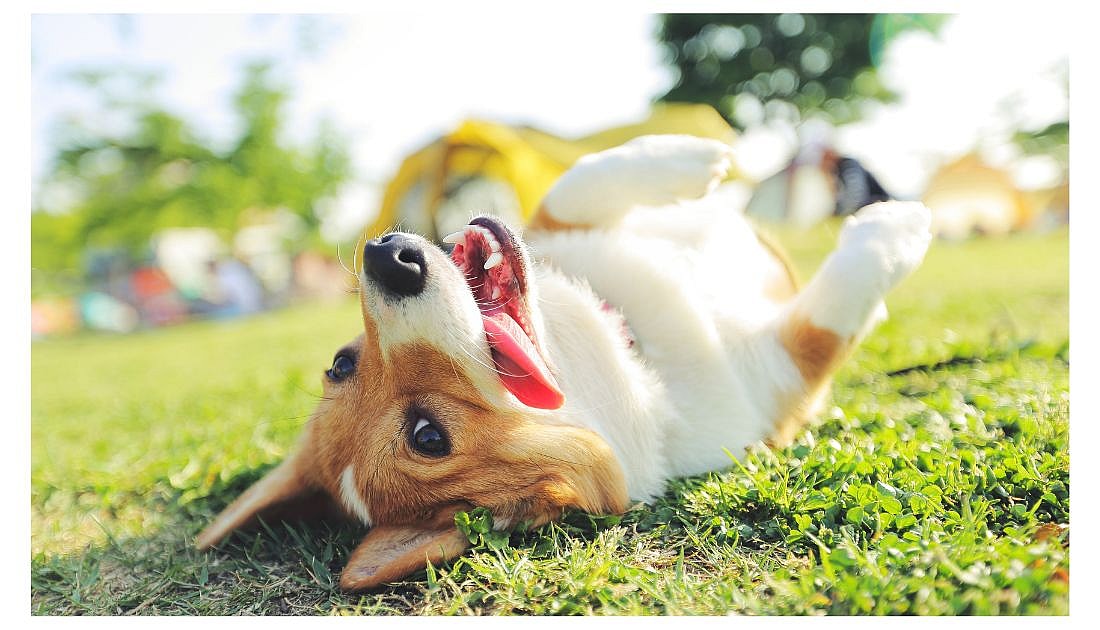 happy dog