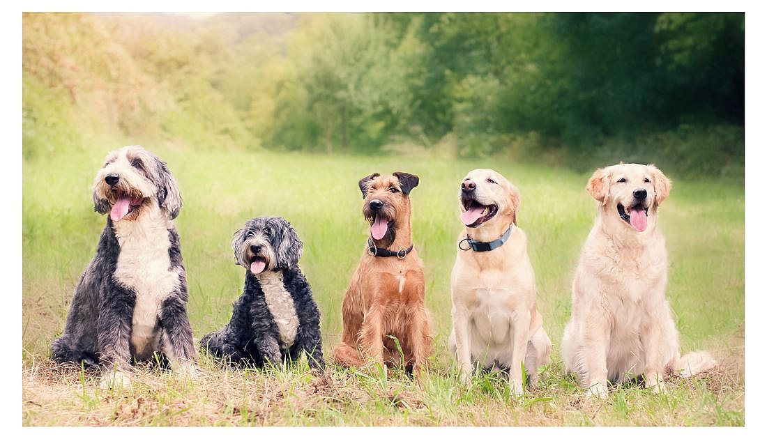 W dog names - Dogs sitting in nature